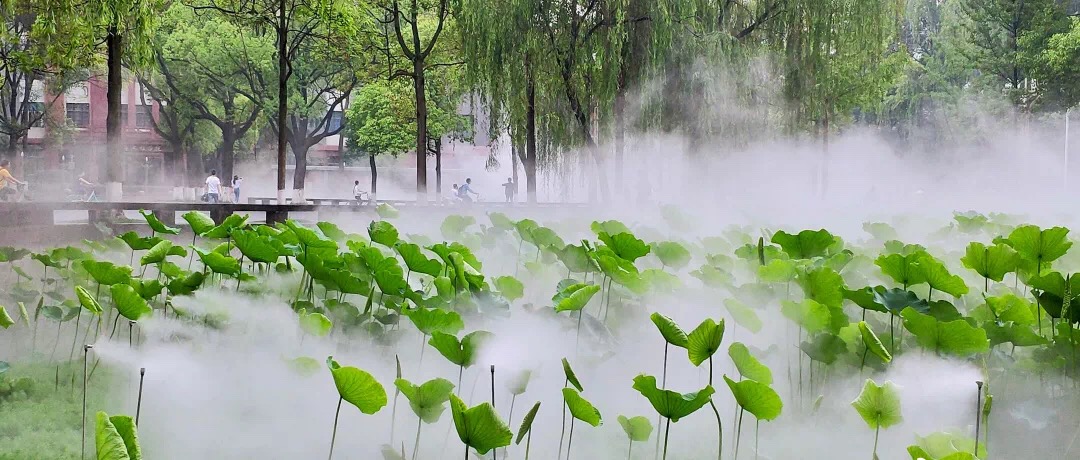 人造雾造景,荷花池